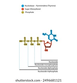 Schematische Darstellung des Nukleosids - Deoxythymidin-Mono-, Di- und Trip-Phosphat-Skelettstruktur, Nukleosidmolekül.