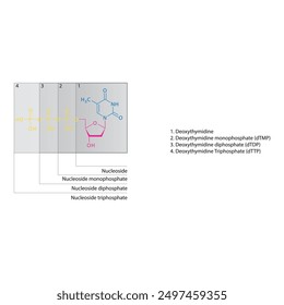 Schematische Darstellung des Nukleosids - Deoxythymidin-Mono-, Di- und Trip-Phosphat-Skelettstruktur, Nukleosidmolekül.