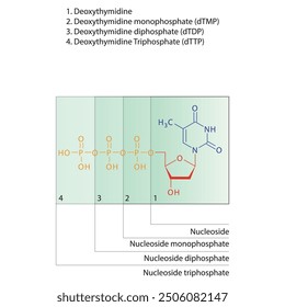 Diagram of nucleoside - Deoxythymidine mono, di and trip phosphate skeletal structure schematic illustration, Nucleoside molecule.