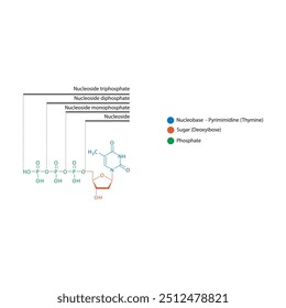 Diagram of nucleoside - Deoxythymidine mono, di and trip phosphate skeletal structure schematic illustration, Nucleoside molecule.