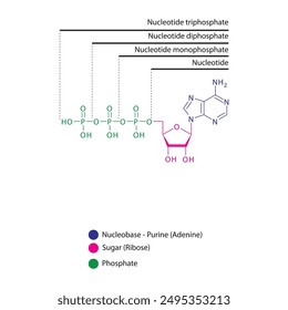 Diagramm der Nukleotid - Adenosin Mono-, Di- und Trip-Phosphat Skelettstruktur schematische Darstellung, Nukleosid-Molekül.