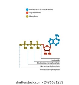 Diagramm der Nukleotid - Adenosinmono-, -di- und -triphosphat-Skelettstruktur schematische Darstellung, Nukleosidmolekül.