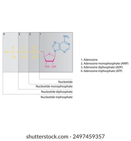 Diagram of nucleotide - Adenosine mono, di and trip phosphate skeletal structure schematic illustration, Nucleoside molecule.