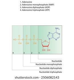 Diagram of nucleotide - Adenosine mono, di and trip phosphate skeletal structure schematic illustration, Nucleoside molecule.