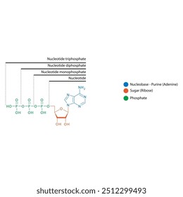 Diagram of nucleotide - Adenosine mono, di and trip phosphate skeletal structure schematic illustration, Nucleoside molecule.