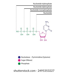 Diagramm des Nukleotids - Cytidin mono, di und trip Phosphat Skelettstruktur schematische Darstellung, Nukleosid-Molekül.