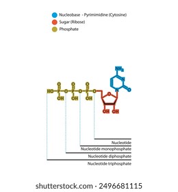 Diagramm der Nukleotid - Cytidin Mono-, Di- und Trip-Phosphat-Skelettstruktur schematische Darstellung, Nukleosidmolekül.