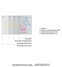 Diagramm der Nukleotid - Cytidin Mono-, Di- und Trip-Phosphat-Skelettstruktur schematische Darstellung, Nukleosidmolekül.