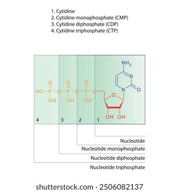 Diagram of nucleotide - Cytidine mono, di and trip phosphate skeletal structure schematic illustration, Nucleoside molecule.