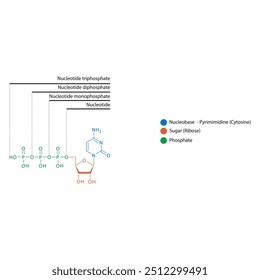 Diagram of nucleotide - Cytidine mono, di and trip phosphate skeletal structure schematic illustration, Nucleoside molecule.