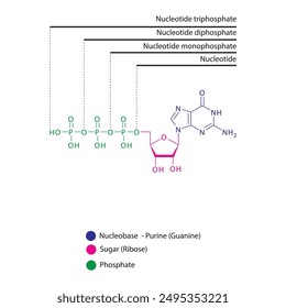 Diagramm der Nukleotid - Guanosin Mono-, Di- und Trip-Phosphat Skelettstruktur schematische Darstellung, Nukleosid-Molekül.