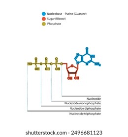 Diagramm der Nukleotid - Guanosin Mono-, Di- und Trip-Phosphat-Skelettstruktur schematische Darstellung, Nukleosidmolekül.