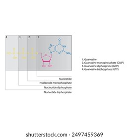 Diagramm der Nukleotid - Guanosin Mono-, Di- und Trip-Phosphat-Skelettstruktur schematische Darstellung, Nukleosidmolekül.