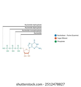 Diagram of nucleotide - Guanosine mono, di and trip phosphate skeletal structure schematic illustration, Nucleoside molecule.