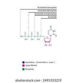 Diagramm der Nukleotid - Uridin mono, di und trip Phosphat Skelettstruktur schematische Darstellung, Nukleosid-Molekül.