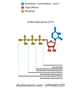 Diagramm der Nukleotid - Uridin Mono-, Di- und Trip-Phosphat-Skelettstruktur schematische Darstellung, Nukleosidmolekül.