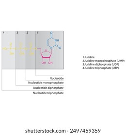 Diagramm der Nukleotid - Uridin Mono-, Di- und Trip-Phosphat-Skelettstruktur schematische Darstellung, Nukleosidmolekül.