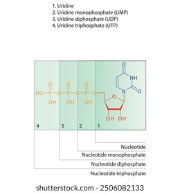 Diagram of nucleotide - Uridine mono, di and trip phosphate skeletal structure schematic illustration, Nucleoside molecule.