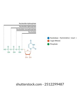 Diagram of nucleotide - Uridine mono, di and trip phosphate skeletal structure schematic illustration, Nucleoside molecule.