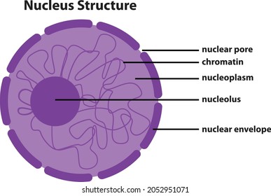 Diagram Nucleus Structure Stock Vector (Royalty Free) 2052951071 ...