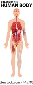 Diagram of organs of the human body illustration