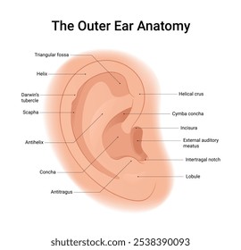 Diagrama da Anatomia do Ouvido Externo