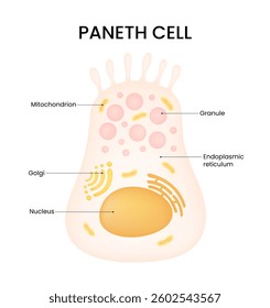 Diagram of Paneth Cell showing organelles