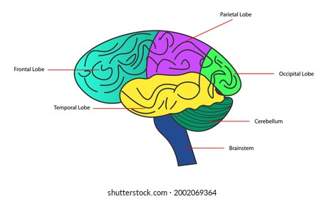 Diagram of the parts of the brain