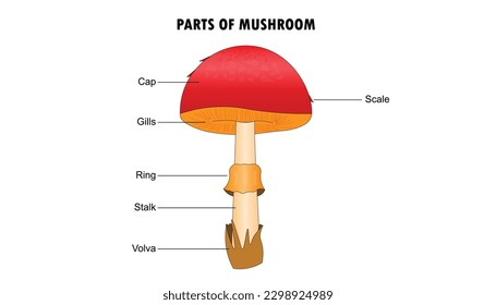 Diagram of the parts of the mushroom