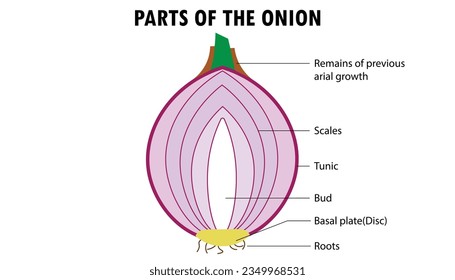 
diagrama de las partes de la cebolla