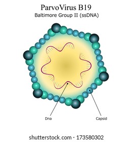 Diagram Of Parvo Virus B19 Particle Structure