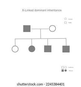 
Das Diagrammmuster der x-Linked-dominanten Vererbung, das bei der Übertragung des Mutationsgene (dominantes Gen) vom Muttergen auf das Kind repräsentiert
