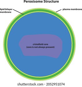 The Diagram Of Peroxisome Structure