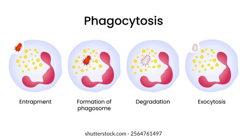 Diagram of the Phagocytosis Process