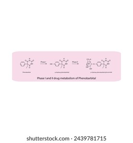 Diagram of Phase I and II drug metabolism of Phenobarbital - skeletal structure of biotransformation reaction.