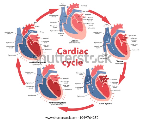 Diagrama De Las Fases Del Ciclo Cardíaco Con Las Partes Principales