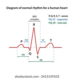 Diagrama de las fases del ritmo normal de un corazón humano con las partes principales etiquetadas. Ilustración vectorial del cardiograma cardíaco en estilo plano.
