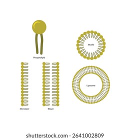 Diagram of phospholipid structures -Phospholipid, liposome, micelle, monolayer and bilayer - non polar tails and polar heads. Simple scientific vector illustration.