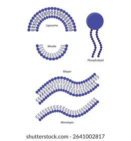 Diagram of phospholipid structures -Phospholipid, liposome, micelle, monolayer and bilayer - non polar tails and polar heads. Simple scientific vector illustration.