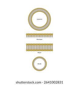 Diagram of phospholipid structures - Liposome, micelle, monolayer and bilayer - non polar tails and polar heads. Simple scientific vector illustration.
