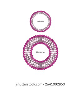 Diagram of phospholipid structures - Liposome and micelle - non polar tails and polar heads. Simple scientific vector illustration.