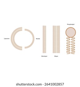 Diagram of phospholipid structures -Phospholipid, liposome, micelle, monolayer and bilayer - non polar tails and polar heads. Simple scientific vector illustration.