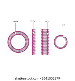 Diagram of phospholipid structures - Liposome, micelle, monolayer and bilayer - non polar tails and polar heads. Simple scientific vector illustration.