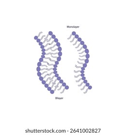 Diagram of phospholipid structures - Monolayer and bilayer - non polar tails and polar heads. Simple scientific vector illustration.