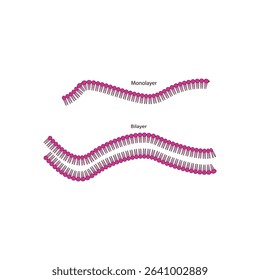 Diagram of phospholipid structures - Monolayer and bilayer - non polar tails and polar heads. Simple scientific vector illustration.