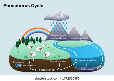 Diagram of Phosphorus cycle, Biogeochemical cycle for education chart