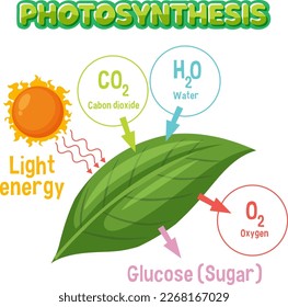 Diagram of Photosynthesis for biology and life science education illustration