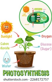 Diagram of Photosynthesis for biology and life science education illustration