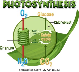 Diagram of Photosynthesis for biology and life science education illustration