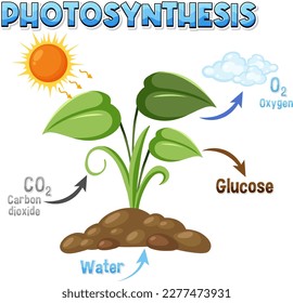 Diagram of Photosynthesis for biology and life science education illustration